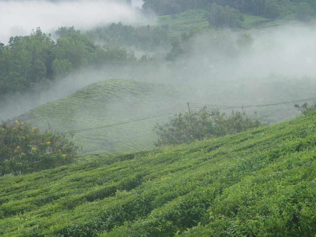 Sabah Tea Garden-Longhouses Ranau Εξωτερικό φωτογραφία