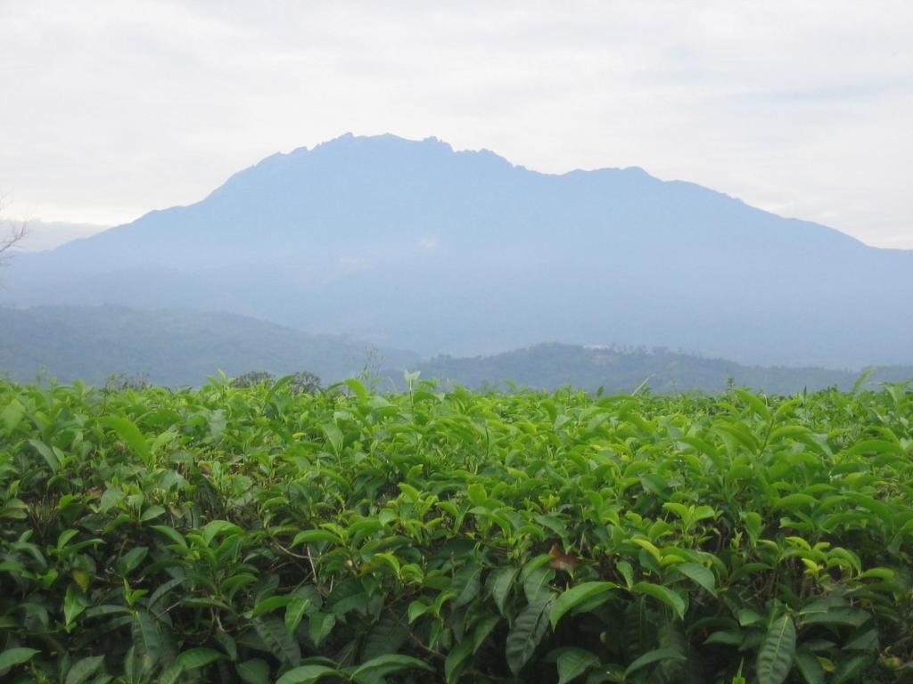Sabah Tea Garden-Longhouses Ranau Εξωτερικό φωτογραφία