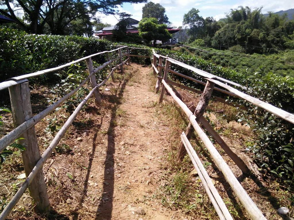 Sabah Tea Garden-Longhouses Ranau Εξωτερικό φωτογραφία